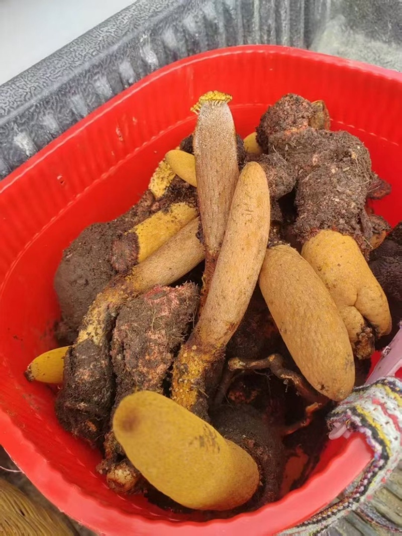 金锁阳批发锁阳整根切片泡茶可打粉泡酒料锁阳个批发代发无硫