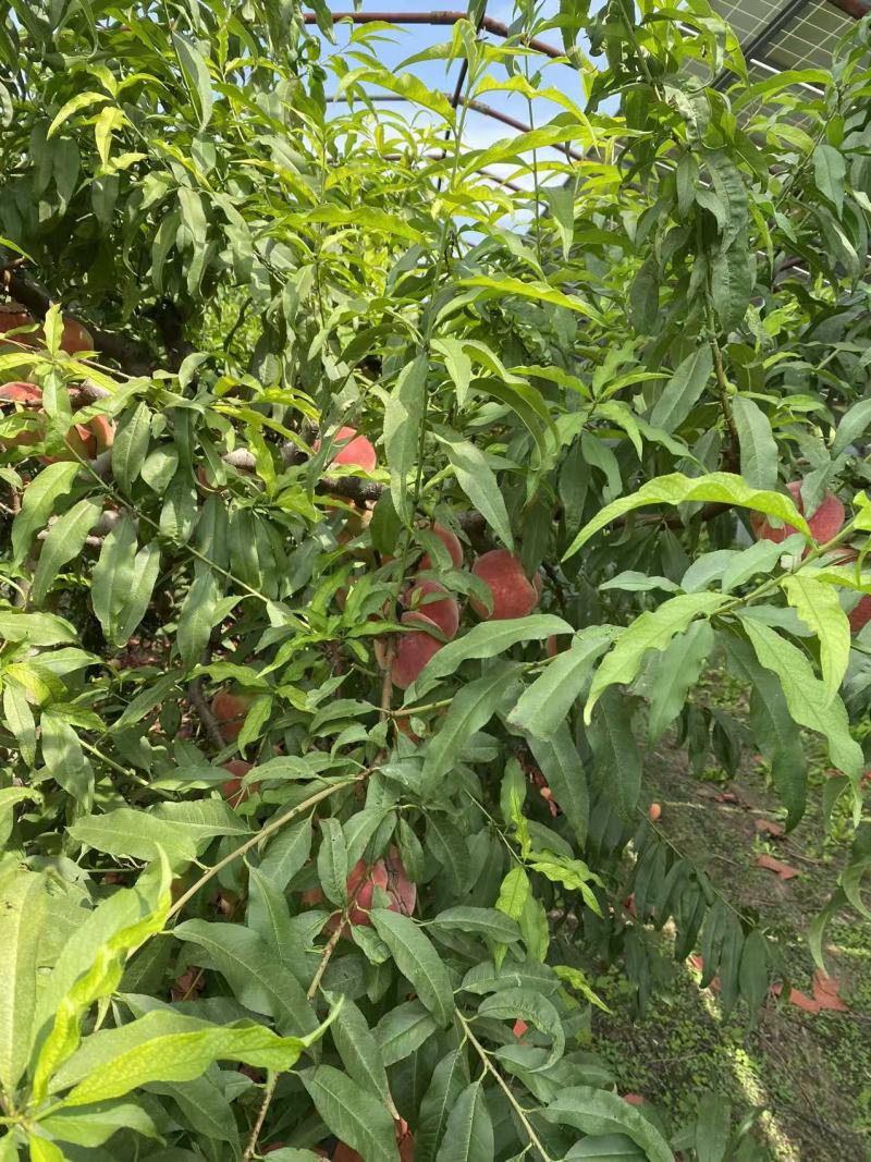 珍品王