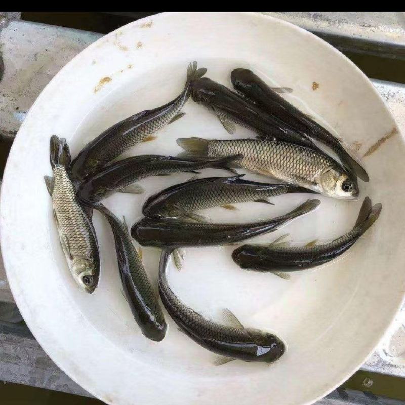 长江草鱼苗，现货足，支持全国发货，量大可优惠