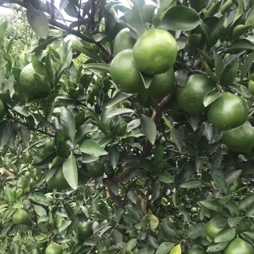 蜜桔资中蜜橘大量现货供应，现摘现发，对接电商市场批发商