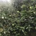 蜜桔资中蜜橘大量现货供应，现摘现发，对接电商市场批发商