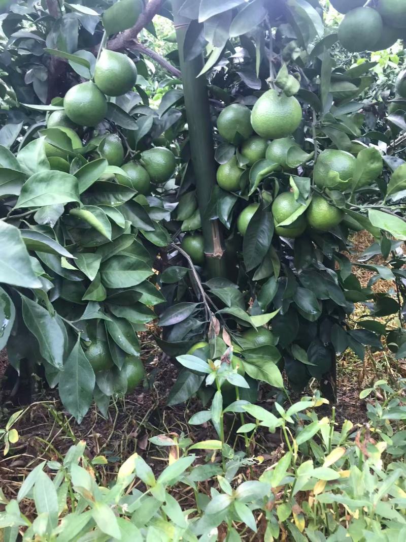 蜜桔资中蜜橘大量现货供应，现摘现发，对接电商市场批发商