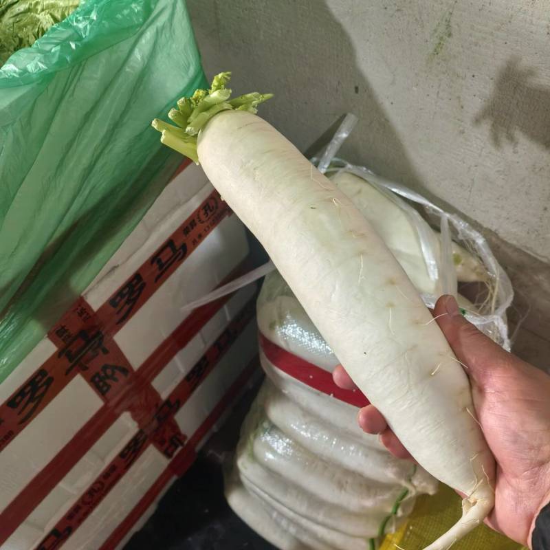 白萝卜