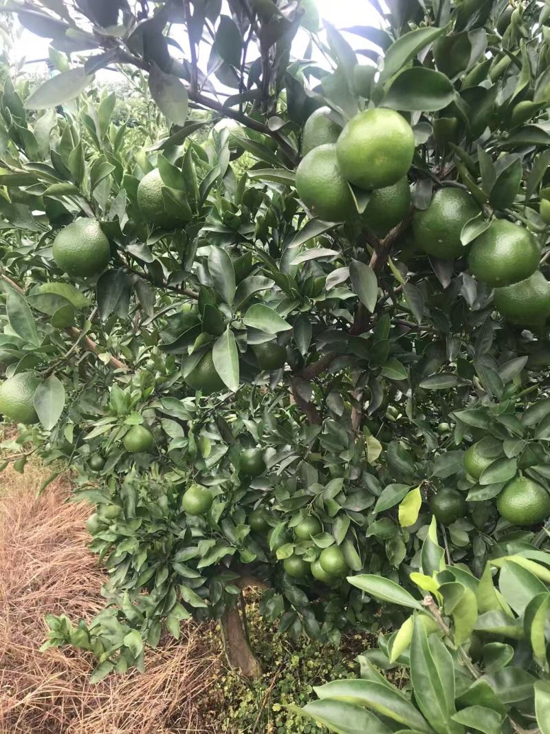 蜜桔资中蜜橘大量现货供应，现摘现发，对接电商市场批发商