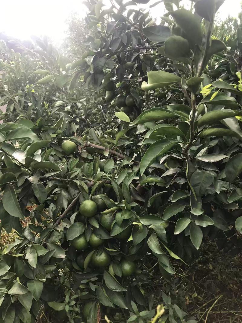 蜜桔资中蜜橘大量现货供应，现摘现发，对接电商市场批发商