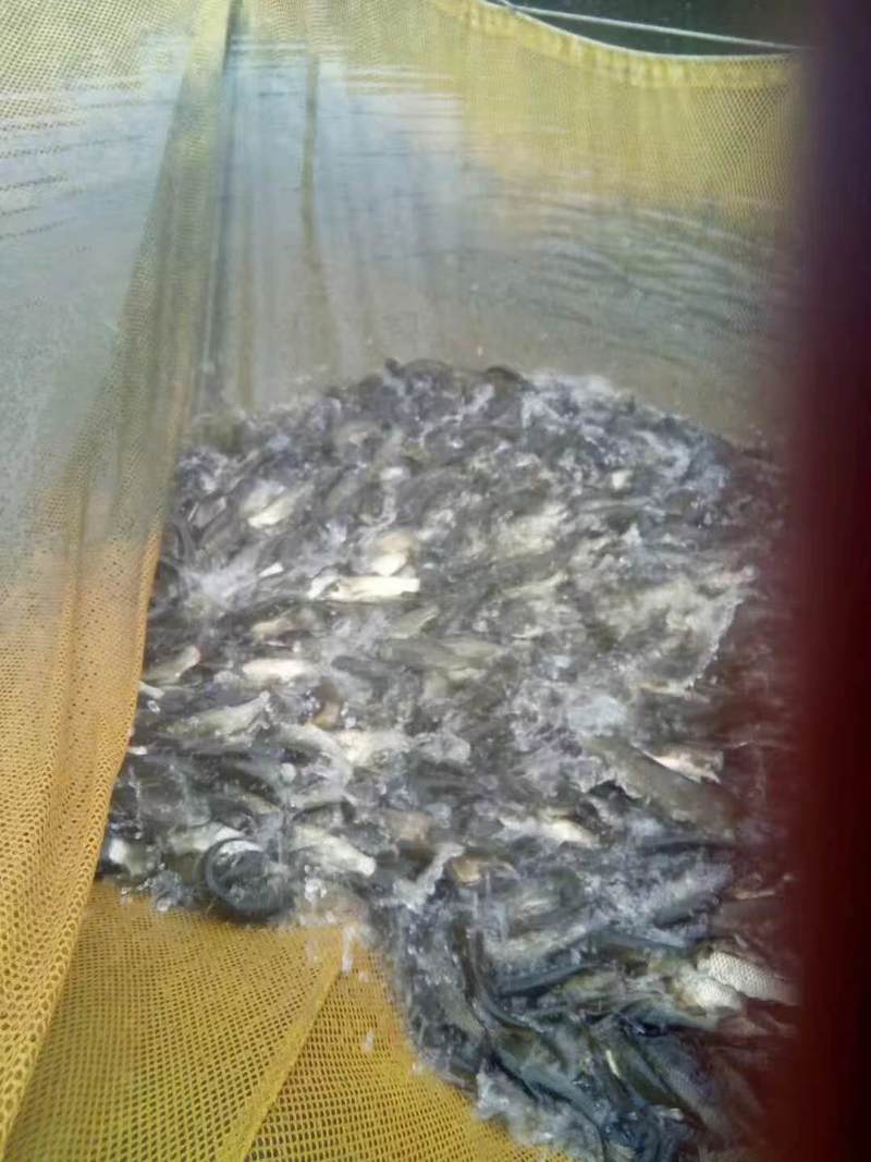 长江草鱼苗，现货足，支持全国发货，量大可优惠