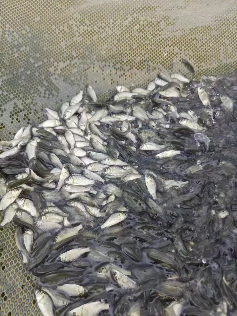 长江草鱼苗，现货足，支持全国发货，量大可优惠