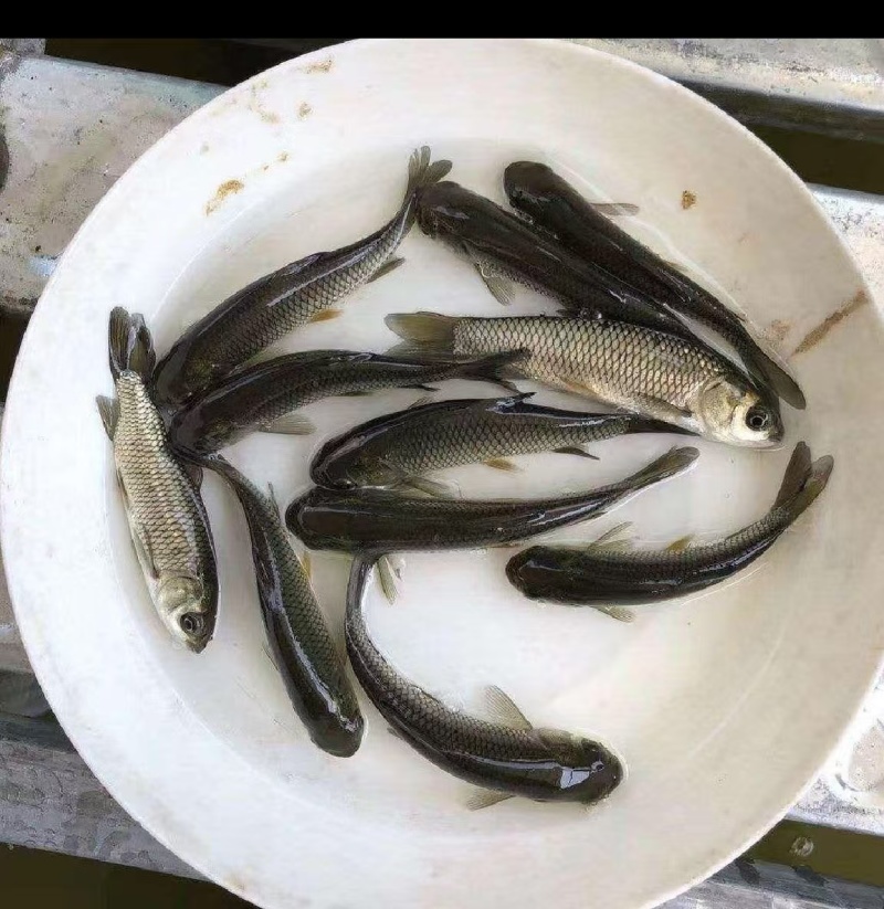 长江草鱼苗，现货足，支持全国发货，量大可优惠