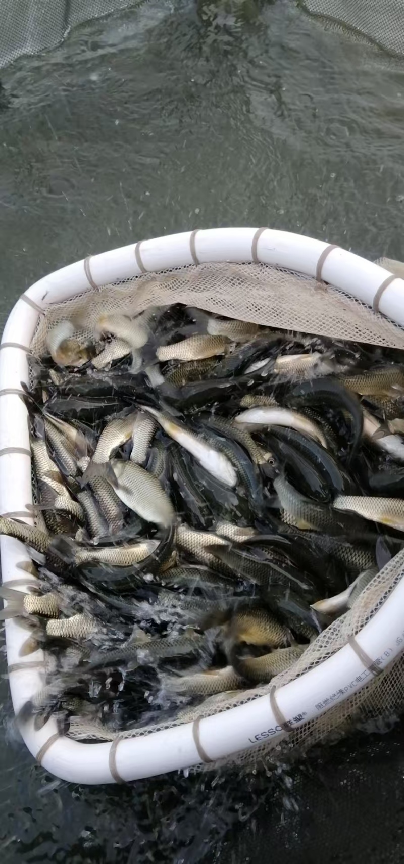 长江草鱼苗，现货足，支持全国发货，量大可优惠