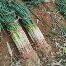 山西省运城市万荣县的长白优质大葱大量现货