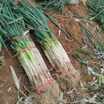 山西省运城市万荣县的长白优质大葱大量现货