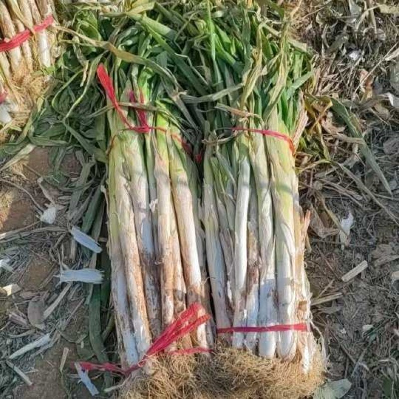 山西省运城市万荣县的长白优质大葱大量现货