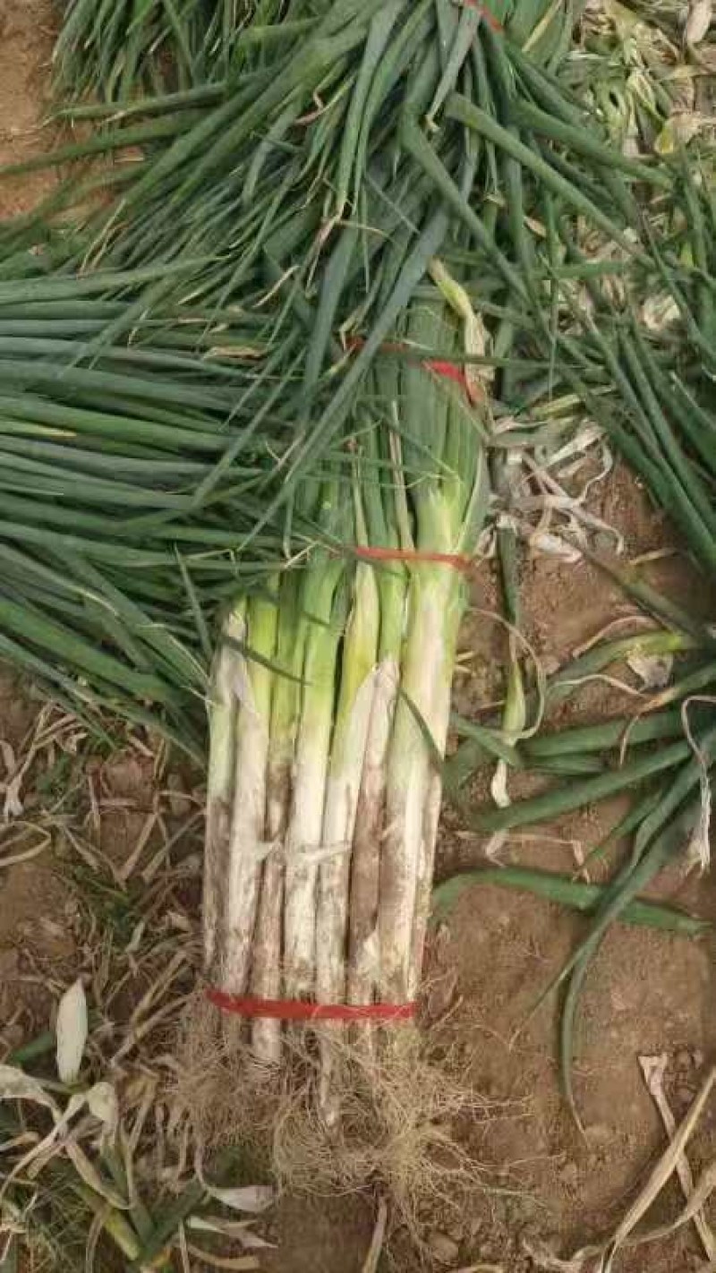 山西省运城市万荣县的长白优质大葱大量现货