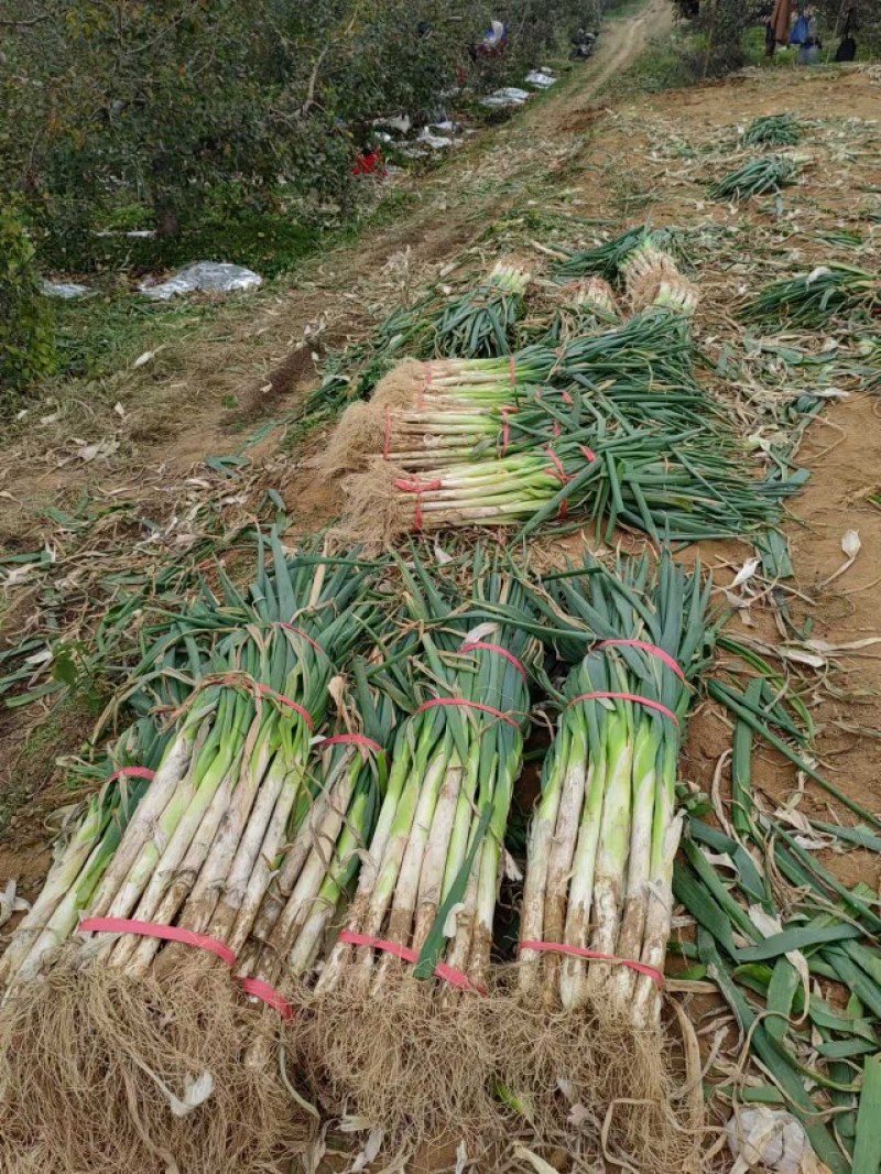 山西省运城市万荣县的长白优质大葱大量现货