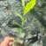 沉香芽苗（脱毒无菌）
