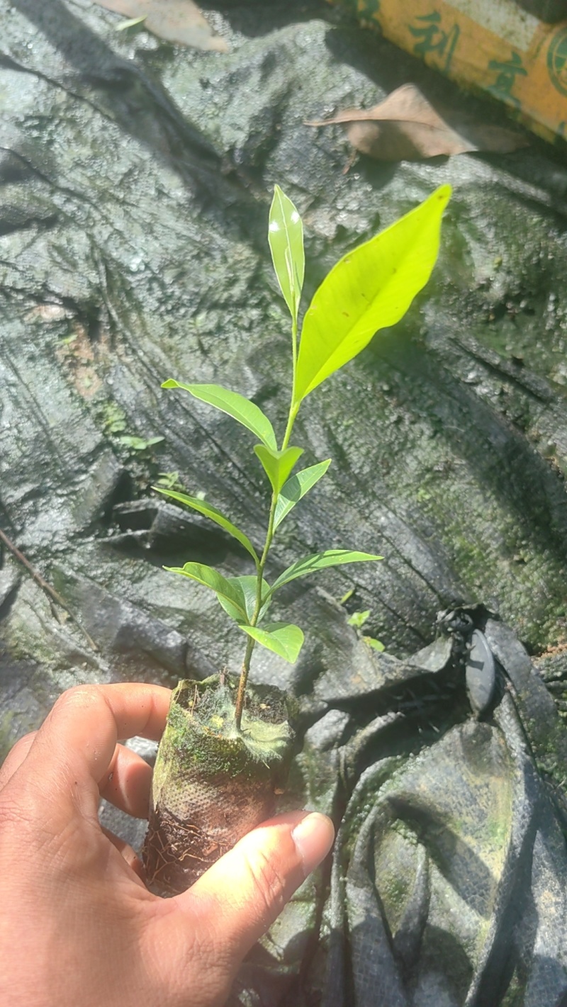 沉香芽苗（脱毒无菌）
