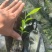 沉香芽苗（脱毒无菌）