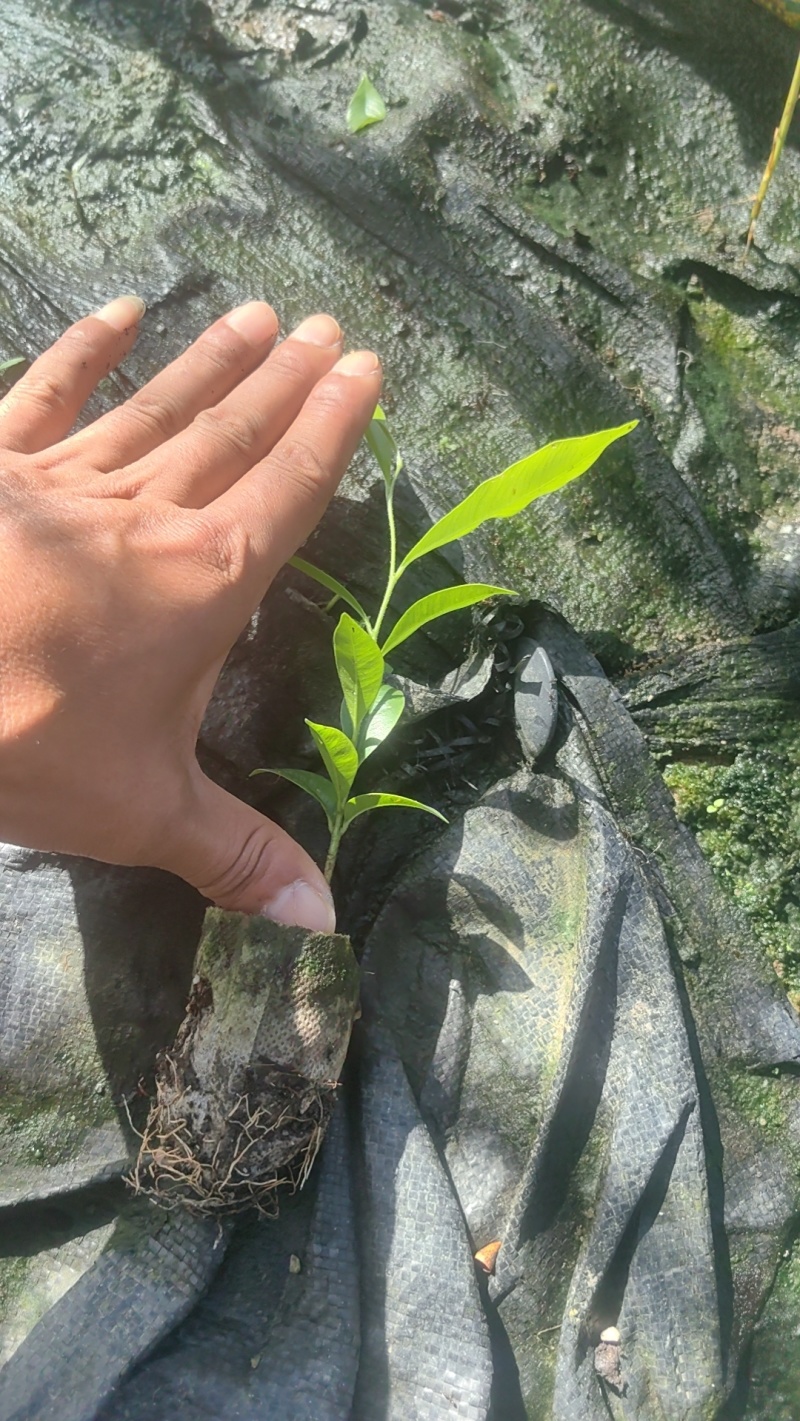 沉香芽苗（脱毒无菌）
