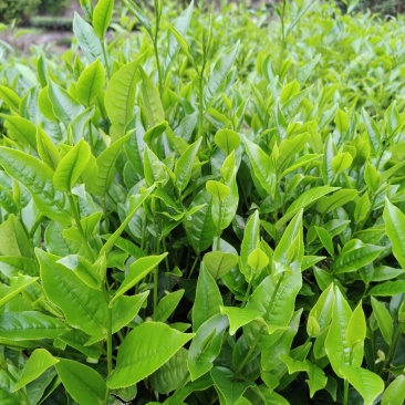 青茶