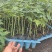 木瓜苗