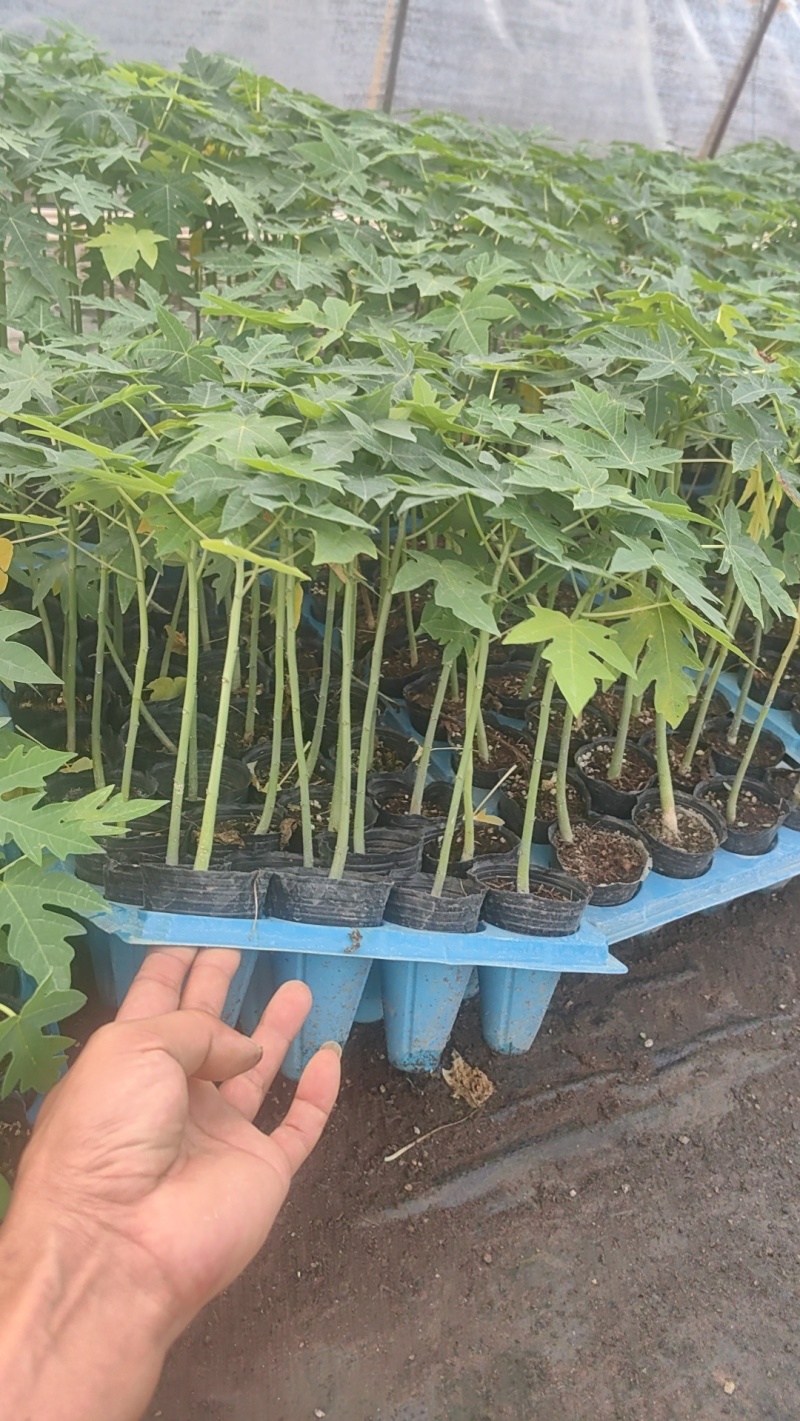 木瓜苗