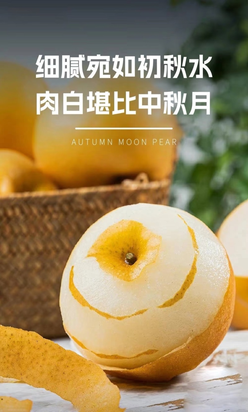 正宗精品秋月梨产地直供欢迎来选购！