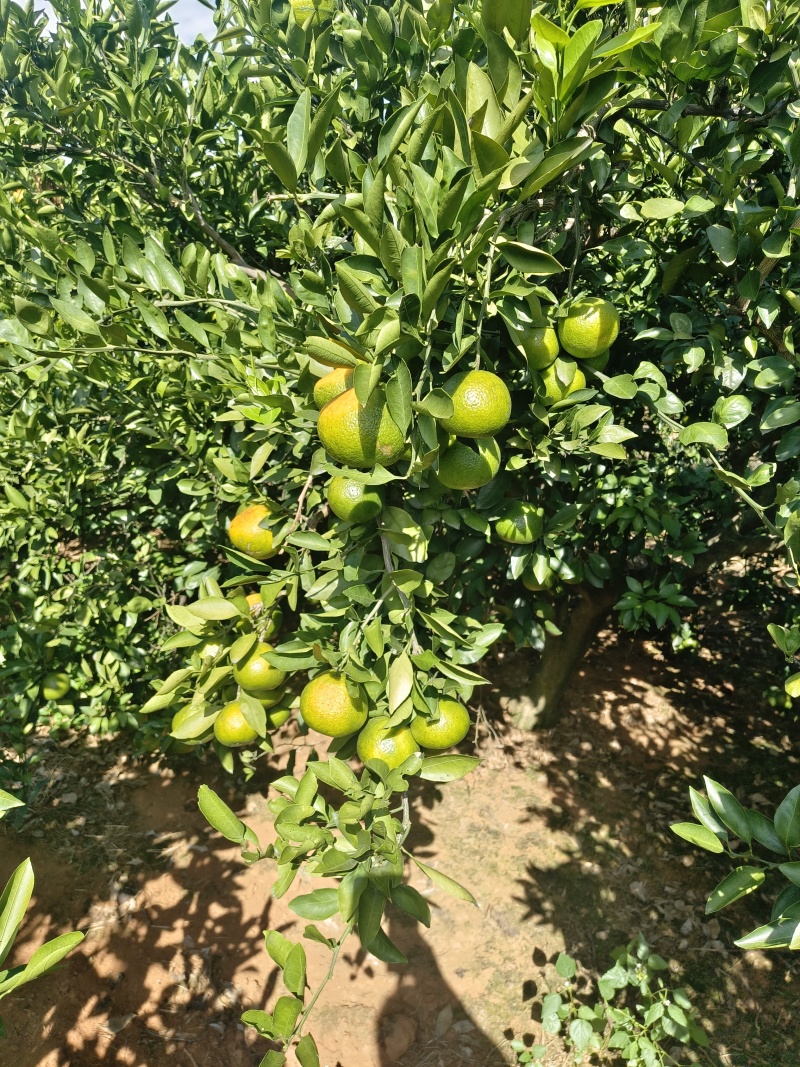 普早蜜橘大量上市产地直发现摘现发皮薄多汁无核甜度高