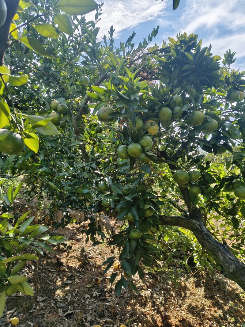 普早蜜橘大量上市产地直发现摘现发皮薄多汁无核甜度高