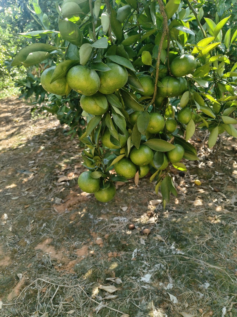 普早蜜橘大量上市产地直发现摘现发皮薄多汁无核甜度高