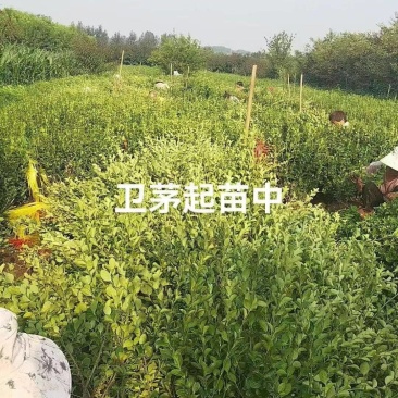 小龙柏.扶芳藤绿化小苗量大
