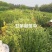 小龙柏.扶芳藤绿化小苗量大