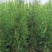 小龙柏.扶芳藤绿化小苗量大
