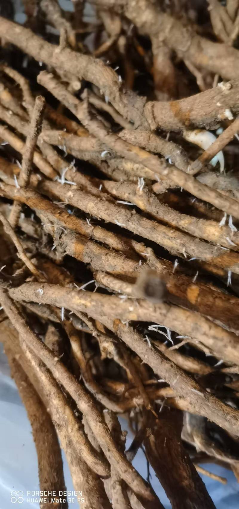 大通草根苗开始产新，季节也可以了有需要的老板赶紧先到先