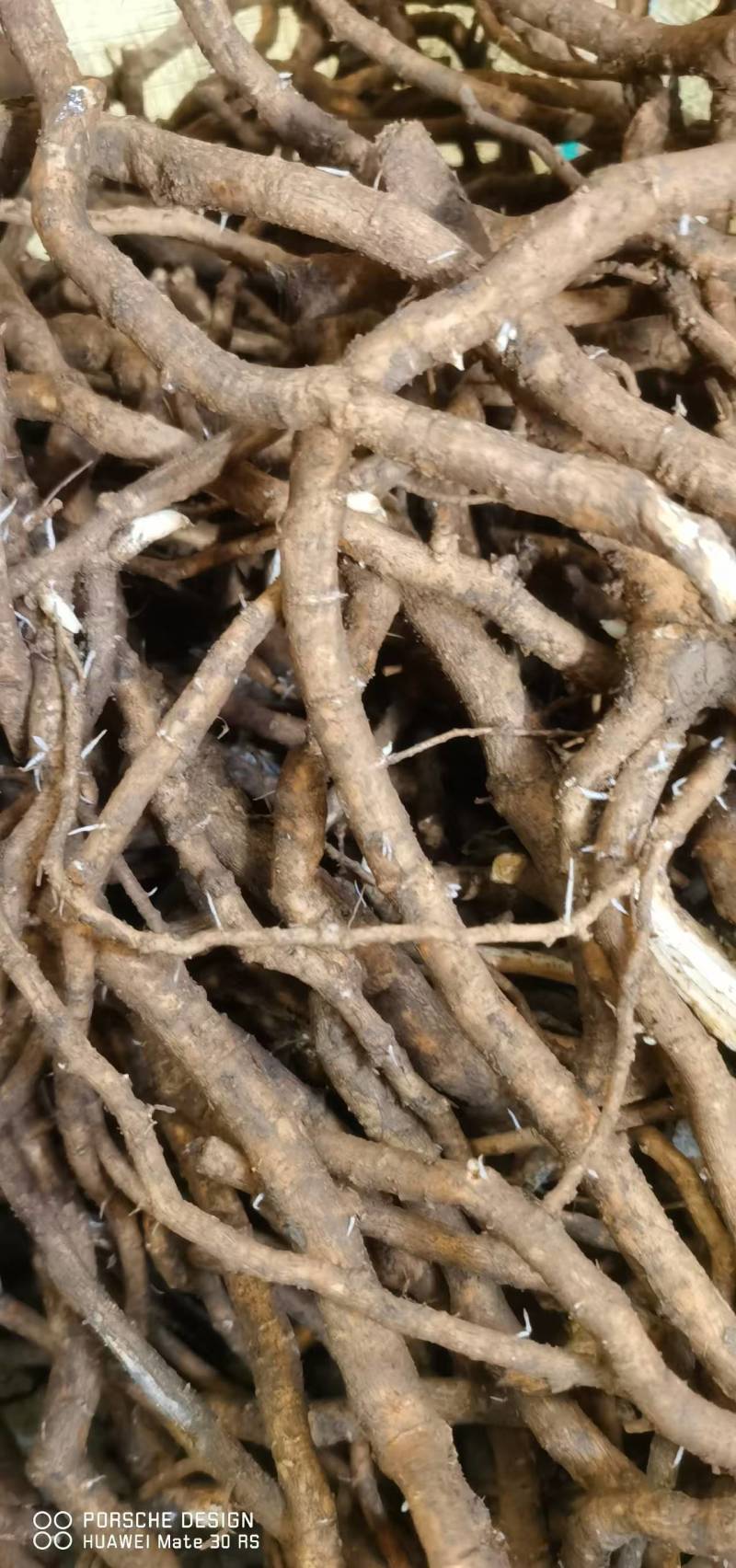 大通草根苗开始产新，季节也可以了有需要的老板赶紧先到先