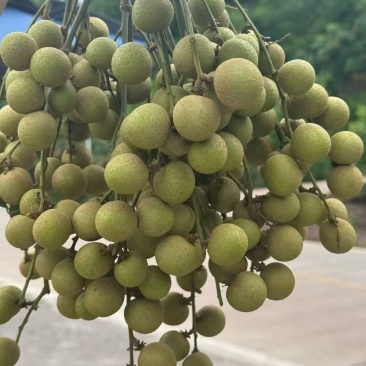 产地直发龙眼，先到先得！量大从优价低同行！