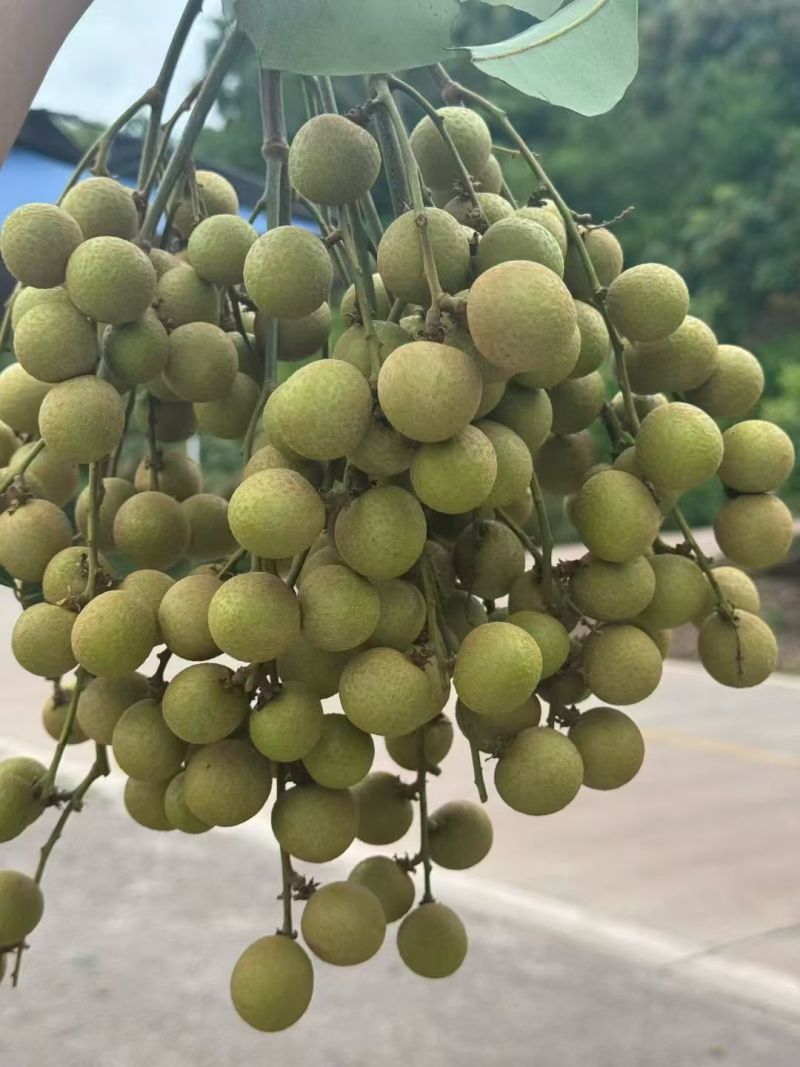 产地直发龙眼，先到先得！量大从优价低同行！