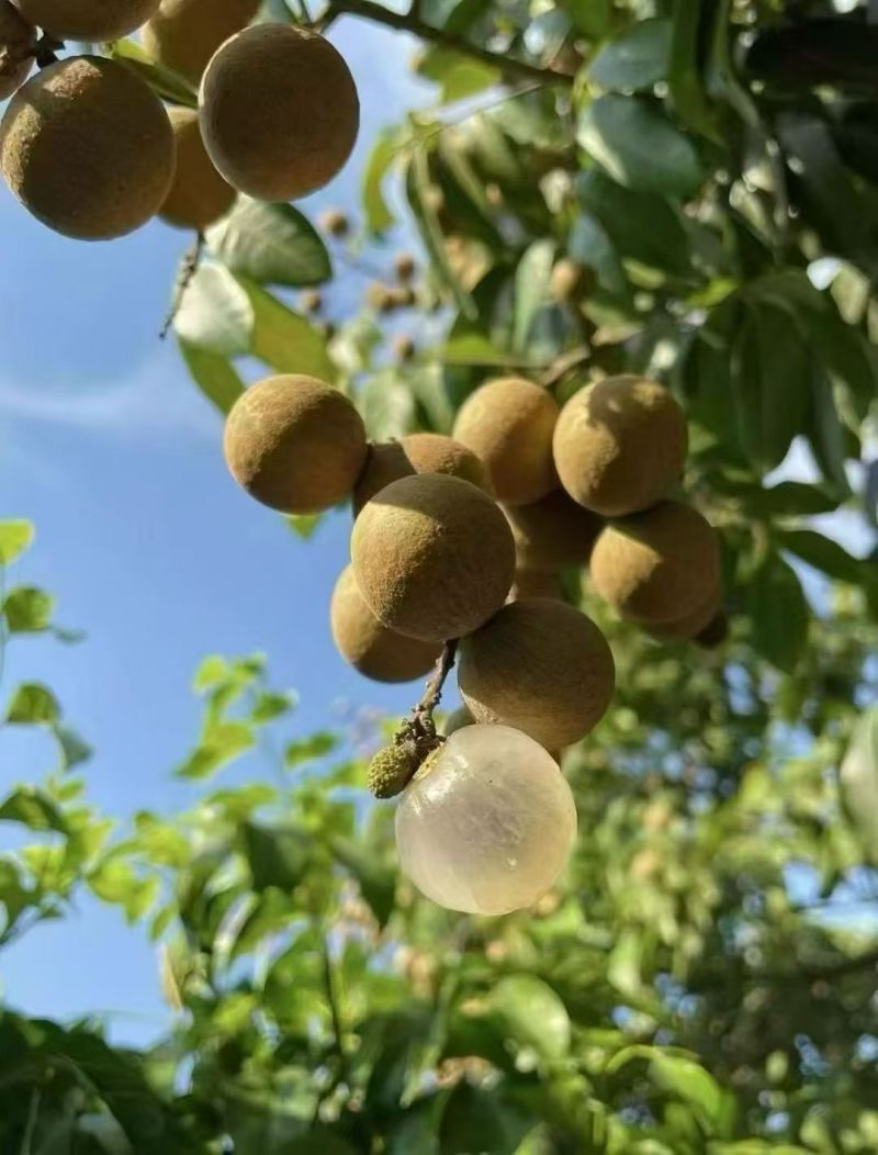 产地直发龙眼，先到先得！量大从优价低同行！