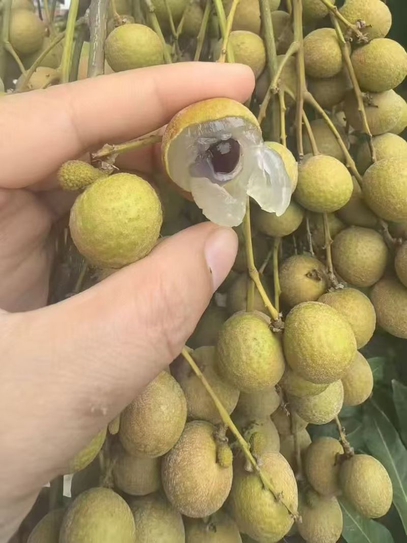 产地直发龙眼，先到先得！量大从优价低同行！