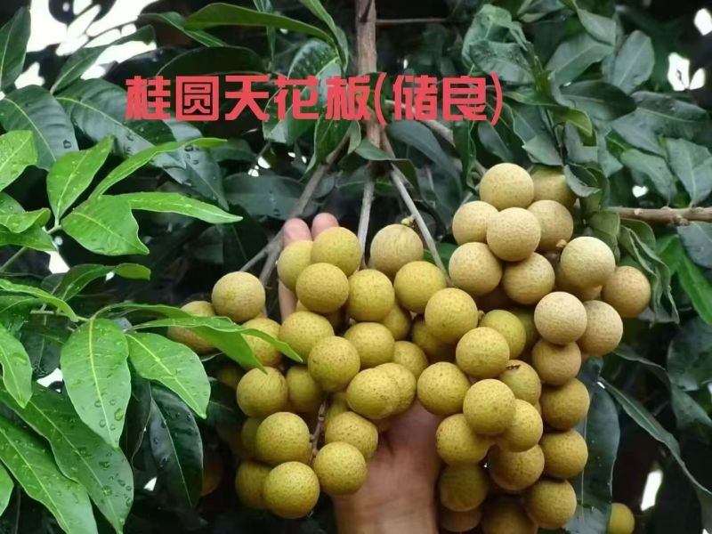 产地直发龙眼，先到先得！量大从优价低同行！