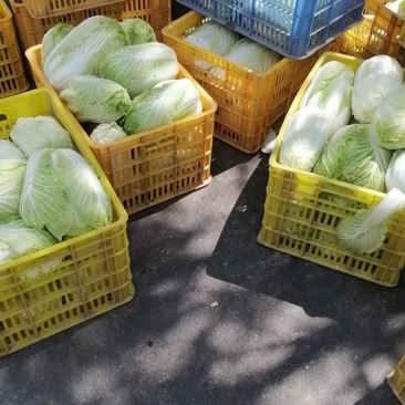 陕西旬邑大白菜