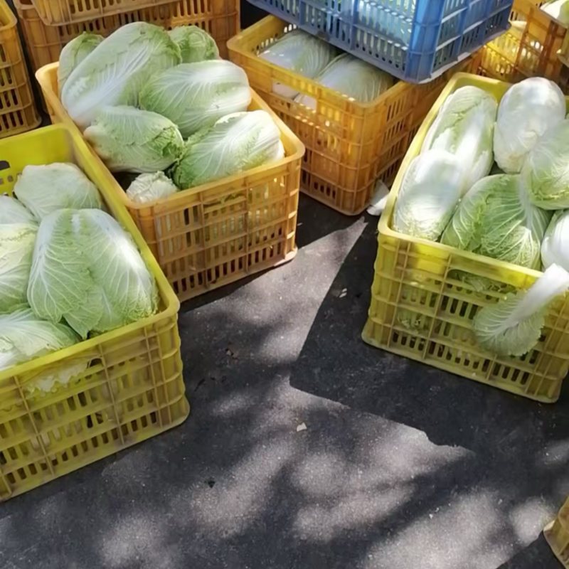 陕西旬邑大白菜
