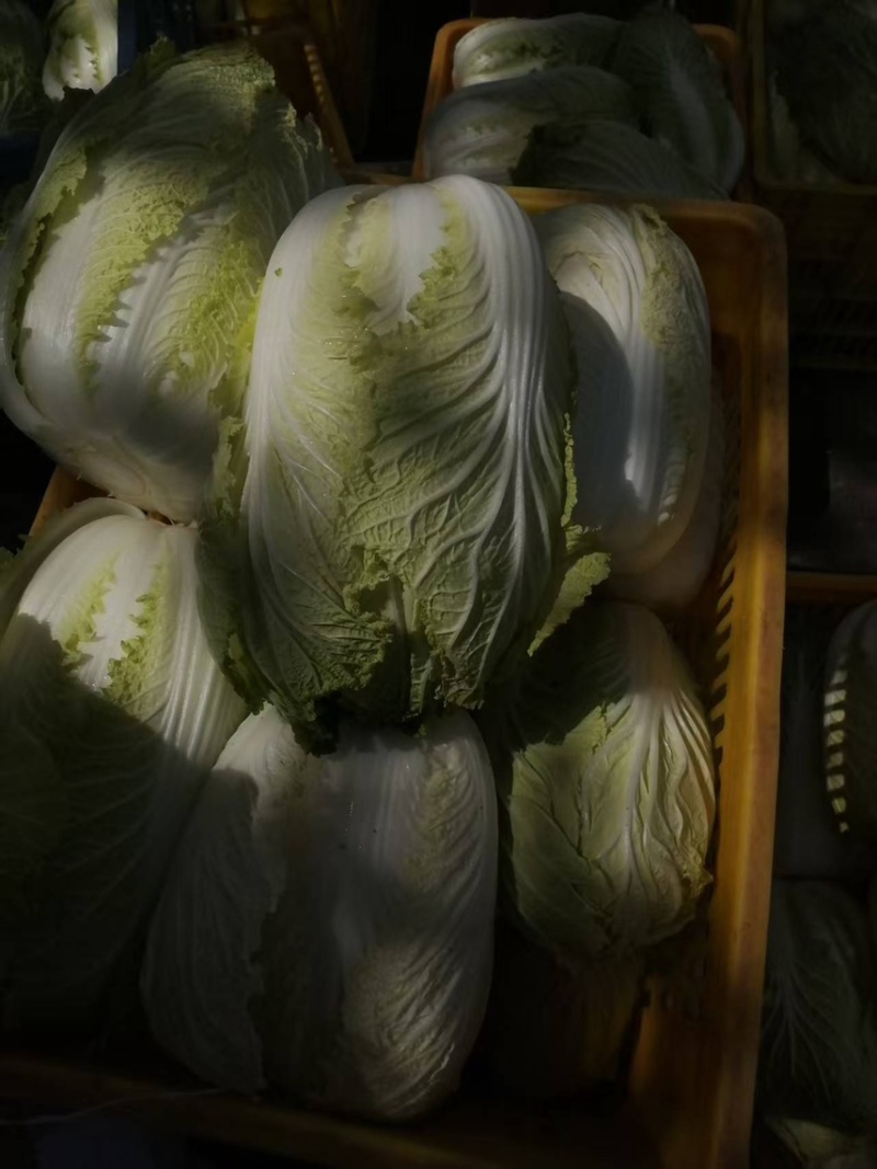 陕西旬邑大白菜