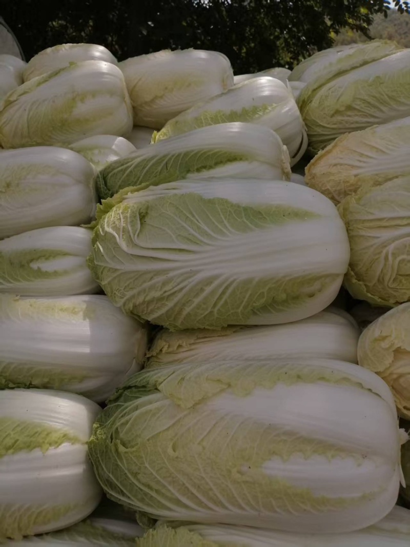 陕西旬邑大白菜