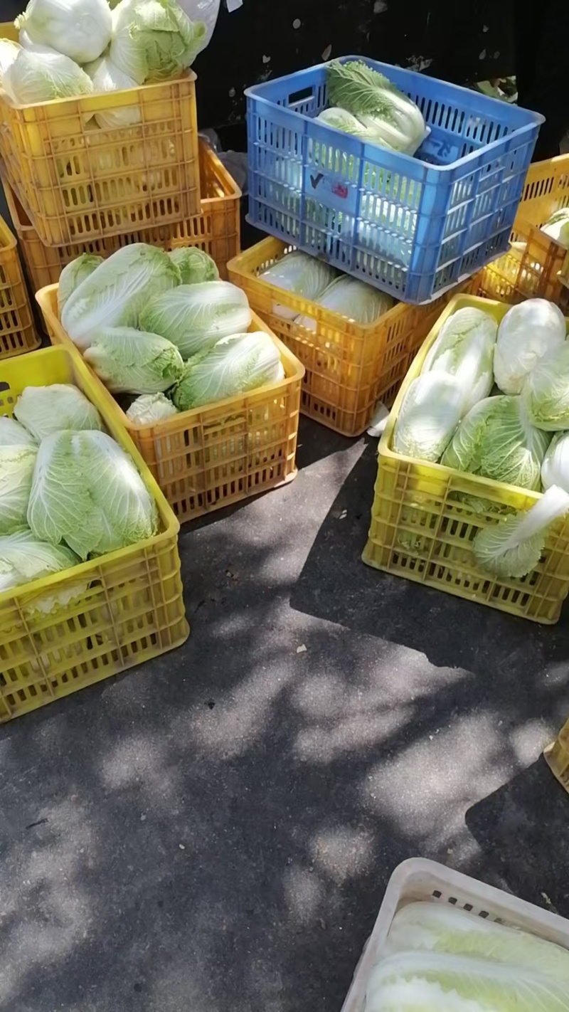 陕西旬邑大白菜