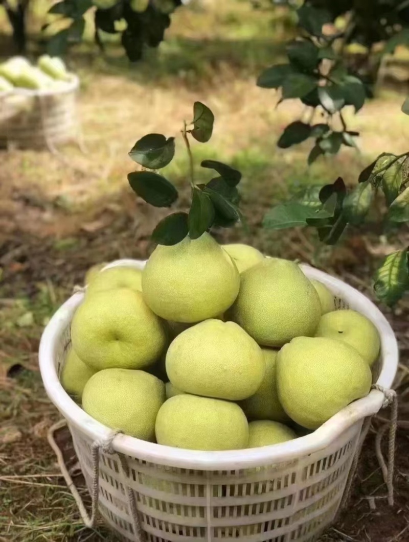 正宗莆田仙游度尾文旦柚子，果场直发