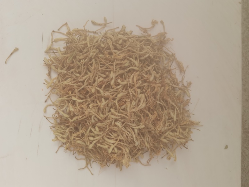 山东金银花