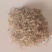 山东金银花