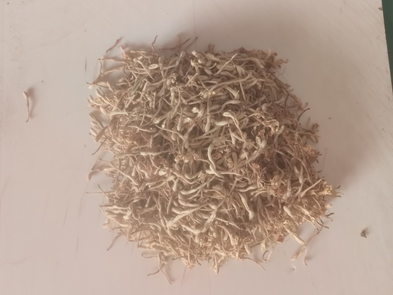 山东金银花