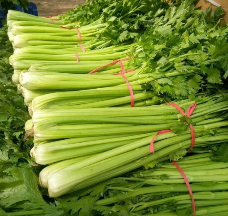 河南鹿邑芹菜西芹产地一手货源量大从优实力代发全国商