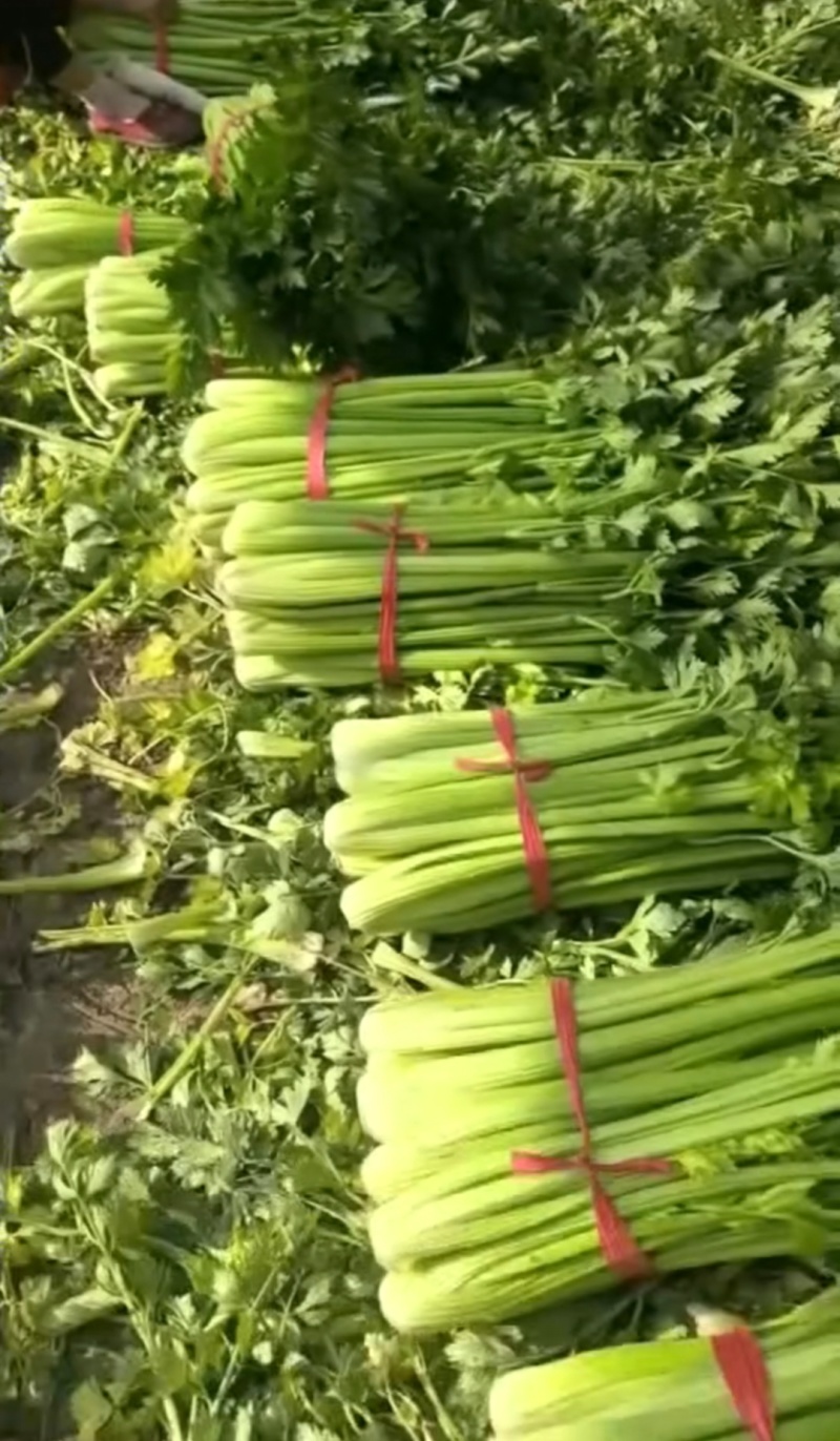 河南鹿邑芹菜西芹产地一手货源量大从优实力代发全国商